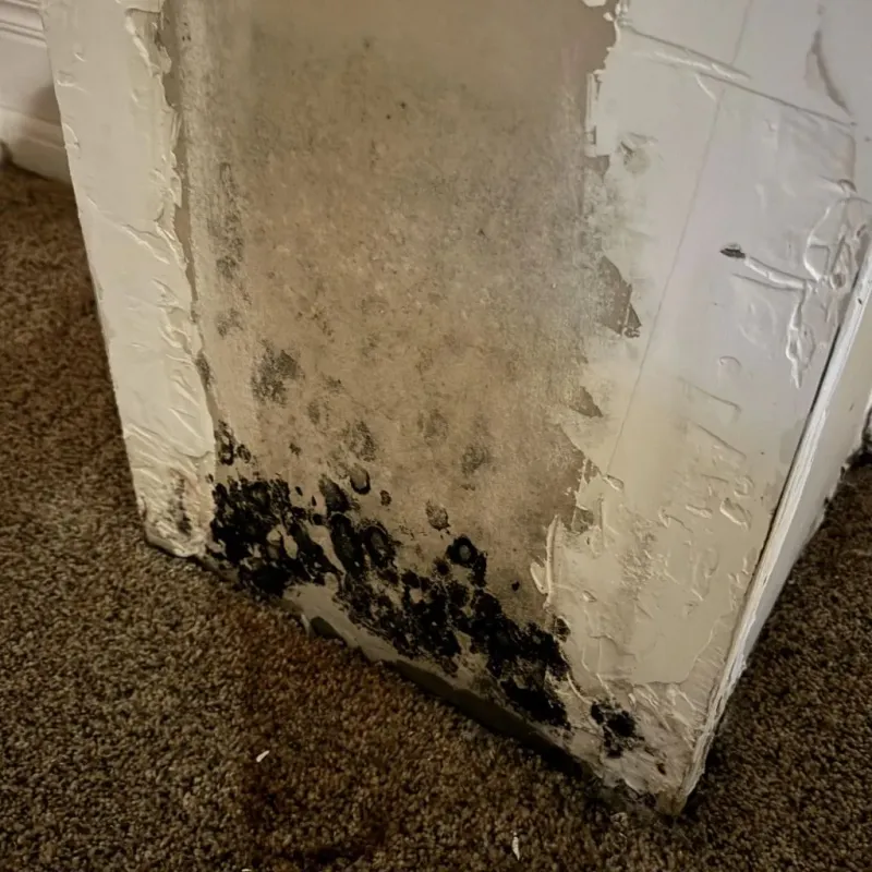 Professional Mold Removal in Cleveland, TX